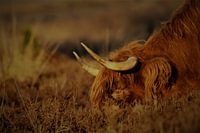 grazing Scottish Highlander