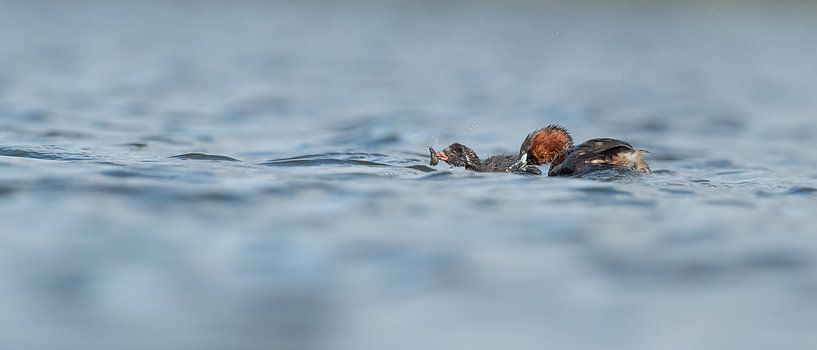Little grebe by Wim de Meester