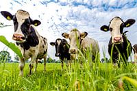 Des vaches curieuses dans une prairie au ciel nuageux