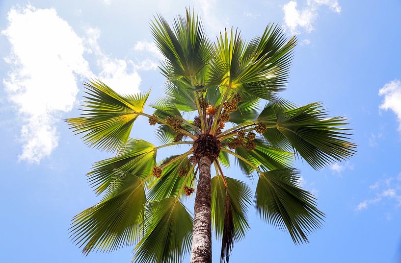 Tropical palm trees on the beach in Seychelles paradise by MPfoto71