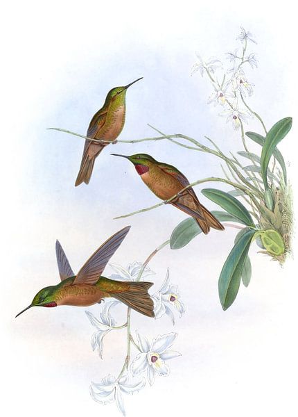 Lilas-throat, John Gould par Hummingbirds