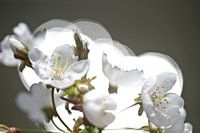 pruimenbloesem tegen zon