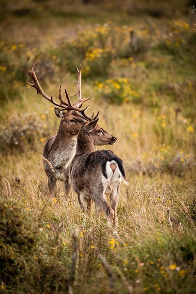Damhirsch in der Natur von Design Wall Arts
