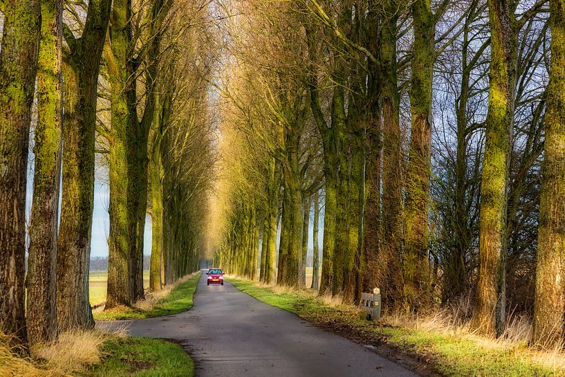 Een kleine rode auto tussen  enorme bomen par Bram van Broekhoven