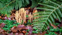Coral mushroom in botanical garden with ferns