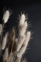 Trockene Blumen auf dunklem Hintergrund