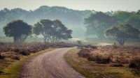 Photo with exceptionally cool light on the Zuiderheide between Hilversum and Laren overlooking 't Bl