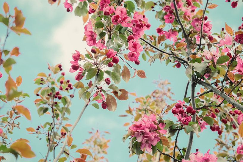 Timeless beauty. by tim eshuis