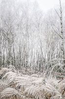 Silberne Birke und beigefarbene Farne weiß mit Raureif