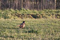 Pheasant in the setting sun