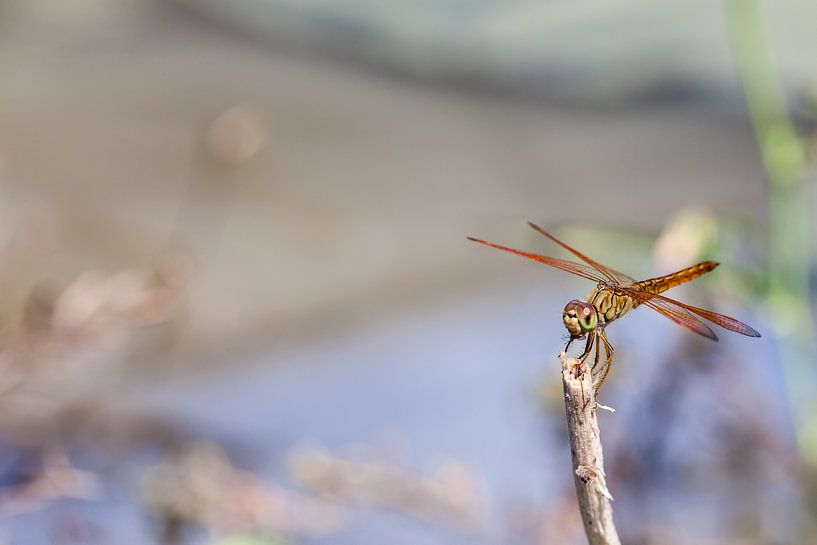 An dragonfly on a stick by Marcel Derweduwen