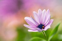 Die kleine lila Blume