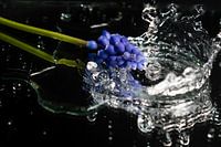 Blaue Traube sagt Spritzer