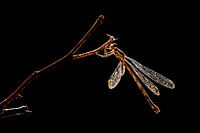 Libelle in backlight