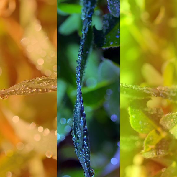 Triptyque végétal von Martine Affre Eisenlohr