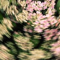 Das Licht der zartrosa Blumen malen