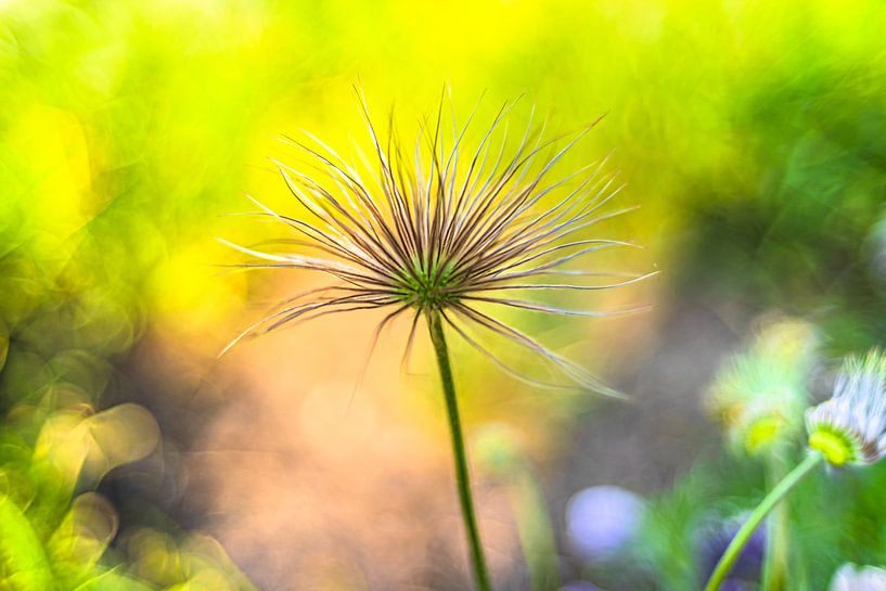 Photographic painting by Monika Scheurer