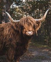 Schottischer Highlander in den Dünen