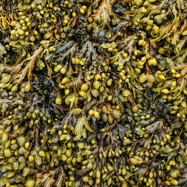 Seaweed by André Post