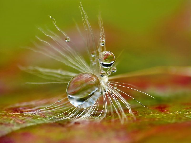 Letzter Tanz... (Gefallener Fluffy) von Caroline Lichthart