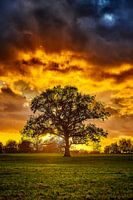 Arbre du coucher de soleil