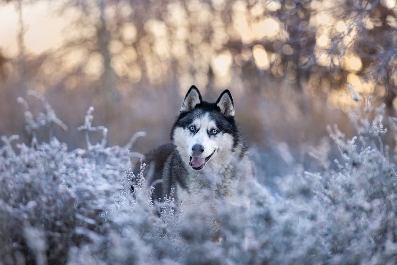 matin gelé husky par Shamilla Roeffen Lute