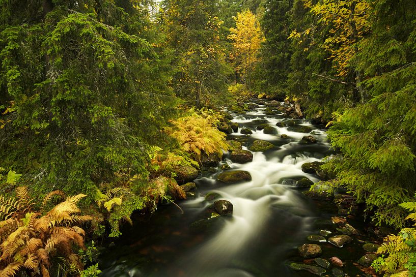 Autumn river, Fulufjallet National Park, Sweden by Gerhard Niezen Photography