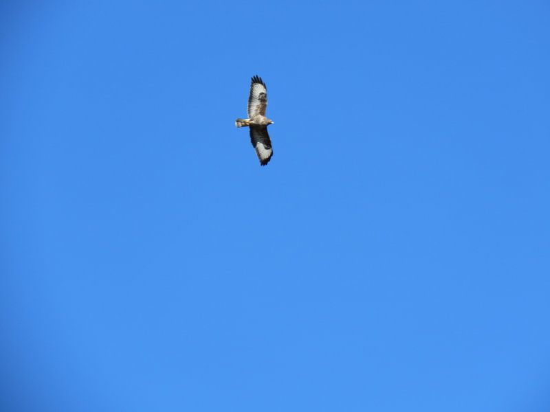 Roofvogel by Semra Ballast-van Engen