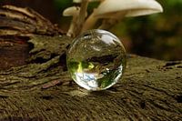 Porcelain fungus in glass bulb