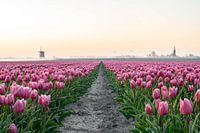 Dutch tulip field in Schermerhorn