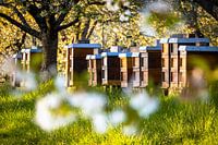 Bio-Imker an einem Sommertag