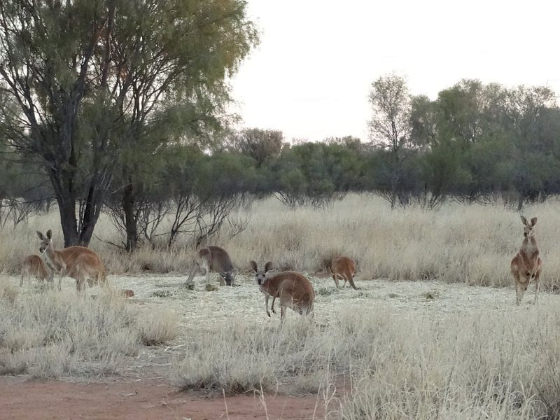 alice springs von Elise Aaftink