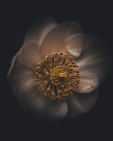 Creamy beige flower / Dark moody flower by honey_m_i_l_k_photo