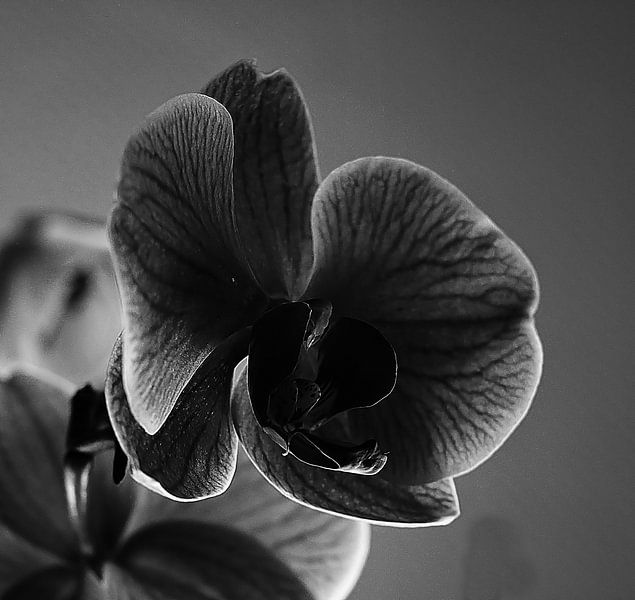 Orchid by Rosa Fotoart