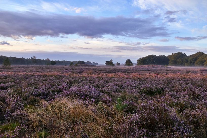 Promenade matinale sur les landes violettes magiques par Shutterbalance