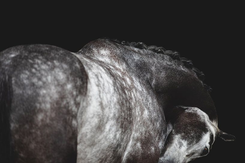 Equine Fine Art by Estelle Roelofs