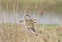 Sumpfohreule fliegend