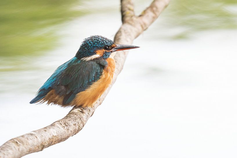 Le martin-pêcheur sur son lieu de chasse par Merijn Loch