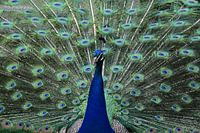 Paon au plumage magnifiquement coloré