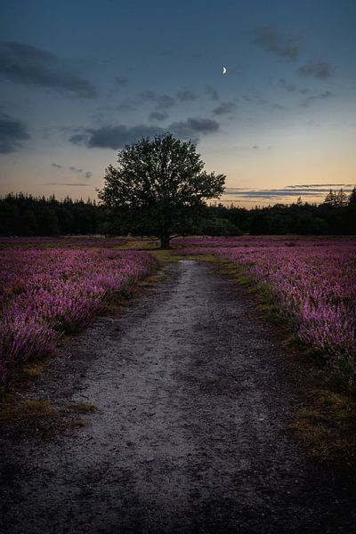 Bloom 4 par Thom Brouwer