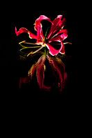 Gloriosa Blume auf schwarzem Hintergrund und Reflexion