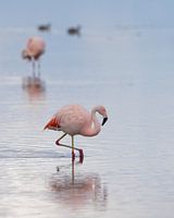 Dutch flamingo's in Lake Grevelingen.