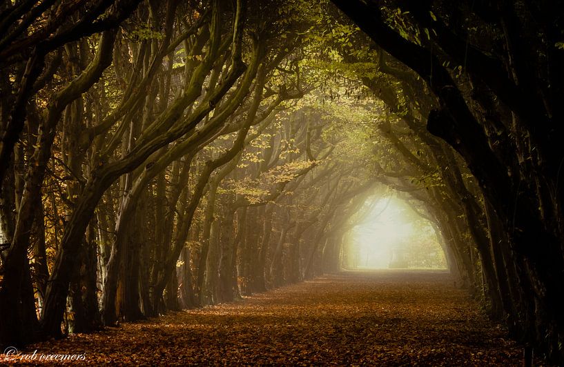 Overdekt von rob creemers