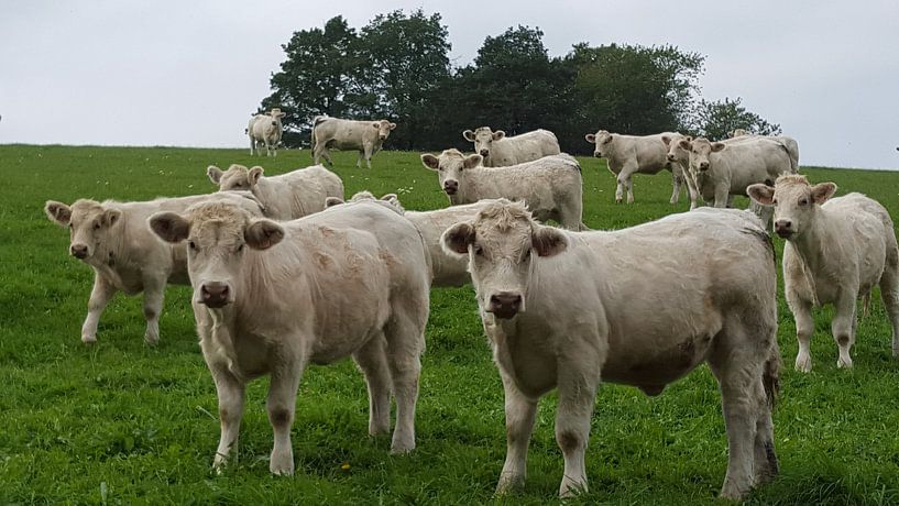 Morvan runderen par Bieszlook MarionBieszke