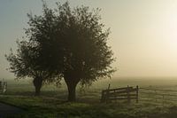 Trees on a Misty Morning