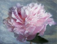 Prächtige Pfingstrose