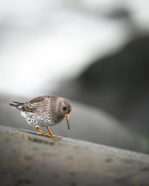 Lila Strandloper von Tom Zwerver