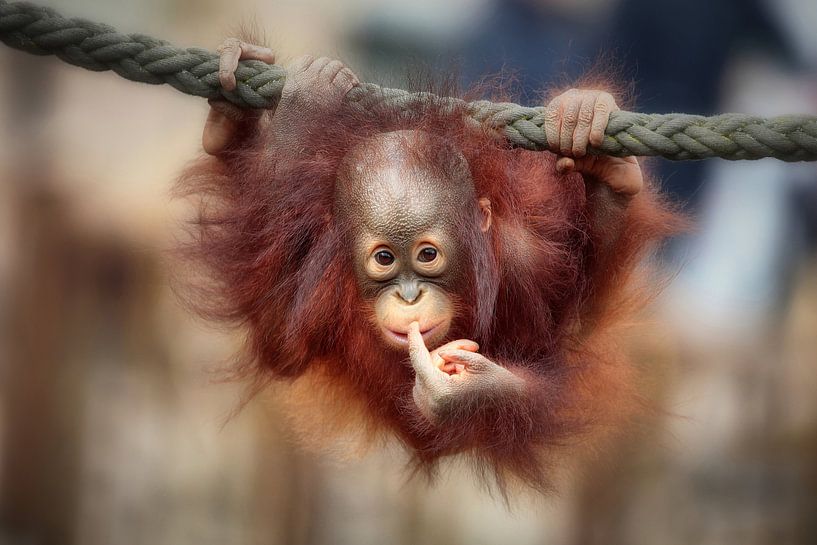 LA GRANDE QUESTION par Antje Wenner-Braun