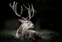 Hirsch in der Dämmerung