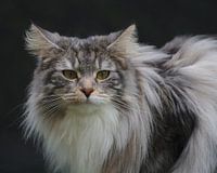 Norwegische Waldkatze